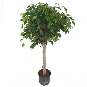 Ficus danielle Stamm | dunkelgrüner Gummibaum Stamm